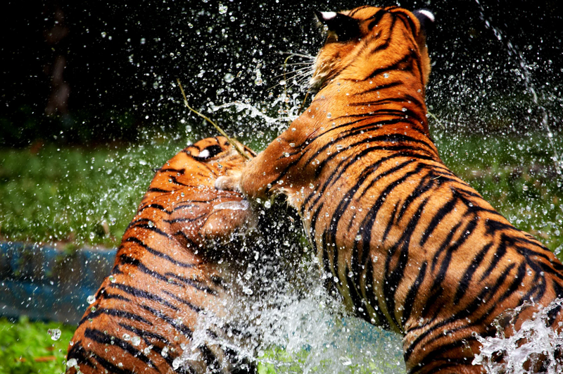 Sustainable Nutrition: Why Wildfang’s Organ Meat Bars Are Eco-Friendly